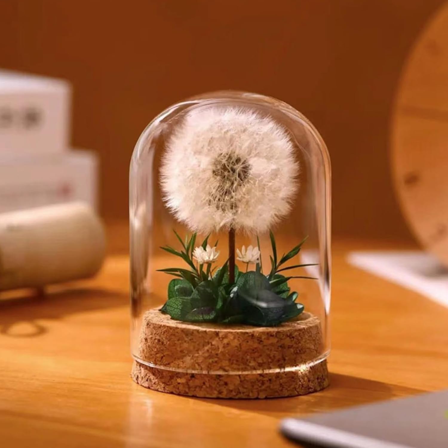 Immortal Dried Flower Dandelion Specimen Glass Cover Desktop Ornament Birthday Gift