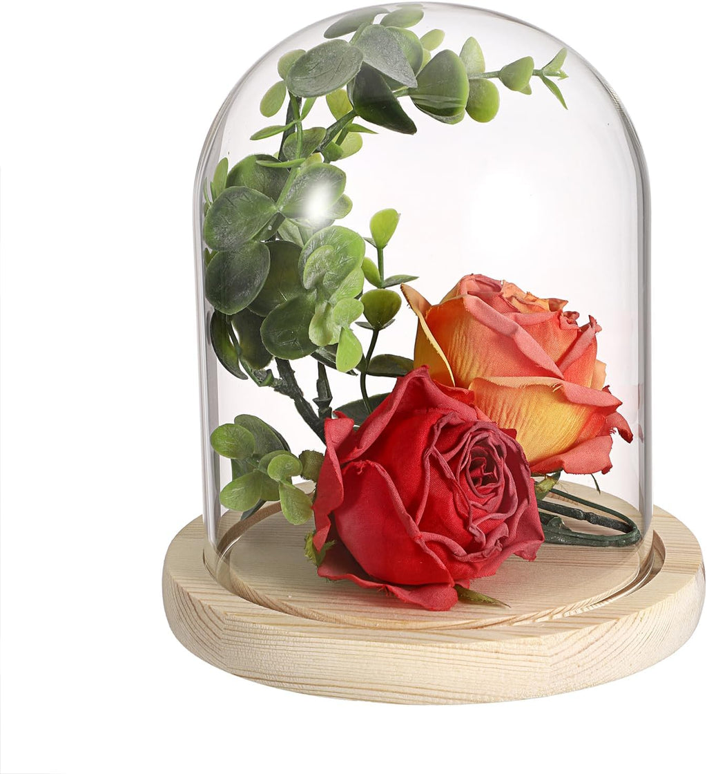 Glass Display Dome Cloche with Solid Wood Base, Clear Glass Dome Cloche Bell Terrarium Jar for Plants, Collectibles and Figurines